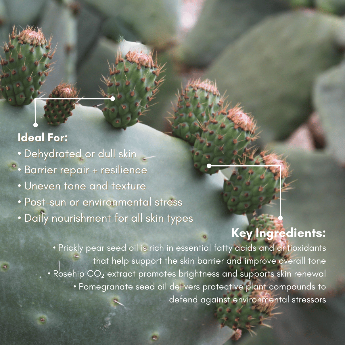 Prickly Pear Elixir